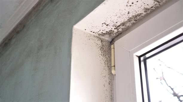 Rhome, TX Mold Inspection, Removal & Remediation Company